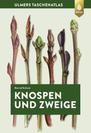 Bernd Schulz: Knospen und Zweige