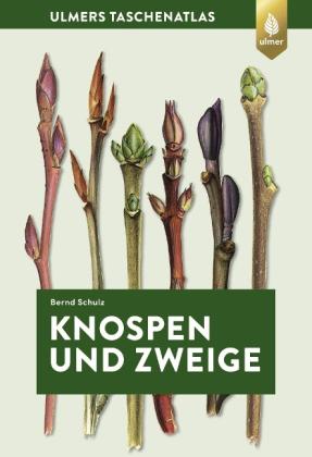 Bernd Schulz: Knospen und Zweige 