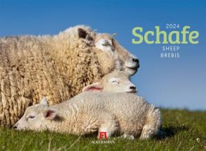 Ackermann Kunstverlag: Schafe Kalender 2024 