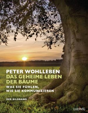 Peter Wohlleben: Das geheime Leben der Bäume 