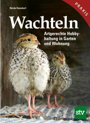 Heide Hasskerl: Wachteln 