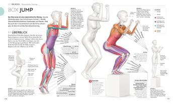Anke Wellner-Kempf, DK Verlag, Ingrid S. Clay: HIIT - Die Anatomie verstehen 