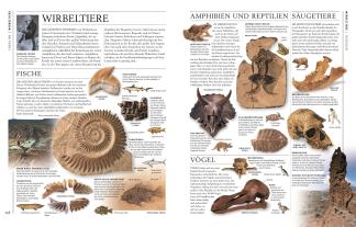 Karin Koch, DK Verlag, Ronald L. Bonewitz, Stephan Matthiesen: Steine & Mineralien 