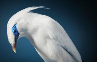 Tim Flach: Vögel 