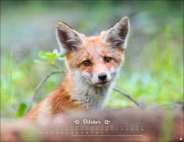 Vadim Trunov: Vadim Trunov: Märchenhaftes Waldleben Posterkalender 2026 