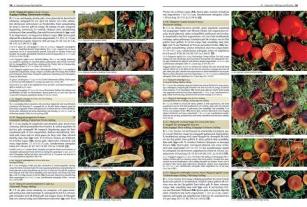 Gaby Keller, Rudolf Winkler, Margrith Montalta-Graf: Pilze Mitteleuropas 