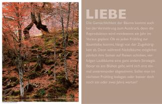 Peter Wohlleben: Das geheime Leben der Bäume 