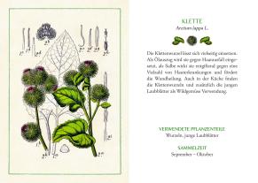 Kräuter und Blumen am Wegesrand 