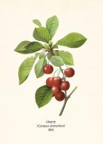 Virginia Horstmann: Jeannys Lieblingskuchen 