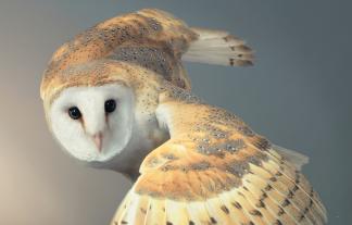 Tim Flach: Vögel 