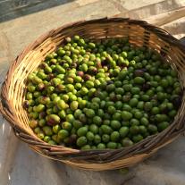 Biologisches Olivenöl Syntopia (1 Liter) 