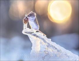 Vadim Trunov: Vadim Trunov: Märchenhaftes Waldleben Posterkalender 2026 