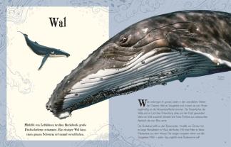 Ben Hoare, Daniel Long, Angela Rizza, Eva Sixt, Daniela Terrazzini, DK Verlag - Kids: Wundervolle Welt der Tiere 