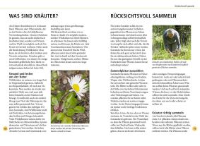 Meike Bosch: Wildkräuter am Blatt erkennen 