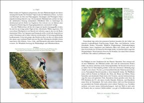 Lutz Fähser, Siegfried Klaus, Hans Dieter Knapp: Der Holzweg 