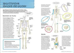 Ken Ashwell: Die Anatomie des Menschlichen Körpers 