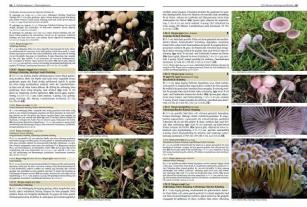 Gaby Keller, Rudolf Winkler, Margrith Montalta-Graf: Pilze Mitteleuropas 