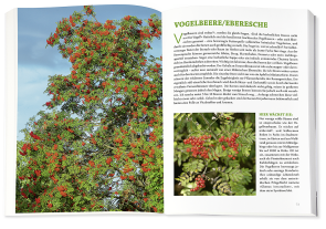 Markus Dr. Strauß, Markus Strauß: Die Wildpflanzen-Apotheke 