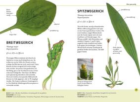 Meike Bosch: Wildkräuter am Blatt erkennen 