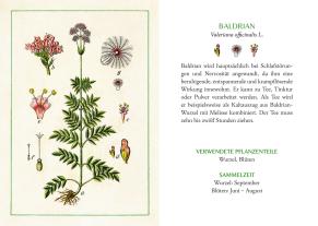 Kräuter und Blumen am Wegesrand 