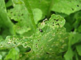 Fiona Kiss, Andreas Steinert: Handbuch Pflanzenschutz im Biogarten 