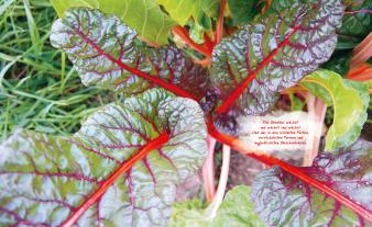 Doris Kampas, Ruth Veres: Das unglaubliche Hochbeet 