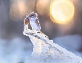Vadim Trunov: Vadim Trunov: Märchenhaftes Waldleben Posterkalender 2026 