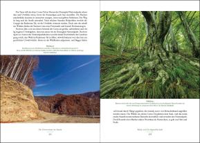 Lutz Fähser, Siegfried Klaus, Hans Dieter Knapp: Der Holzweg 