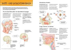 Ken Ashwell: Die Anatomie des Menschlichen Körpers 