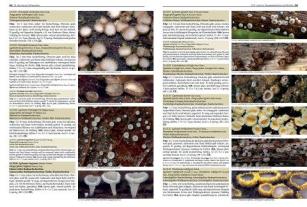 Gaby Keller, Rudolf Winkler, Margrith Montalta-Graf: Pilze Mitteleuropas 