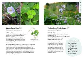 Theresa Ester: Nature Guide Wildpflanzen 