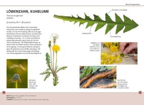 Meike Bosch: Wildkräuter am Blatt erkennen 
