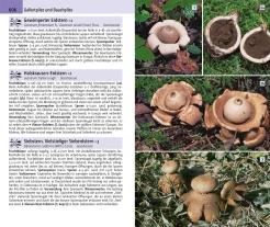 Hans E. Laux: Der große Kosmos Pilzführer 