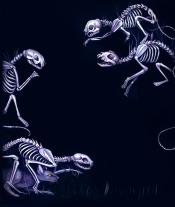 H. P. Lovecraft, H.P. Lovecraft, Leslie Klinger: H. P. Lovecraft. Das Werk II 