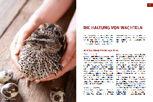 Heide Hasskerl: Wachteln 