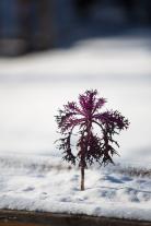 Wolfgang Palme: Frisches Gemüse im Winter ernten 