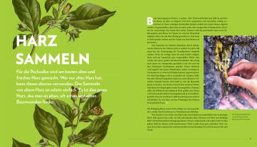 Maximilian Moser, Erwin Thoma: Die sanfte Medizin der Bäume 