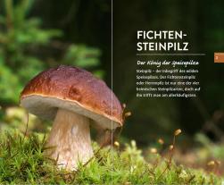 Christine Schneider, Gerhard Schuster: 10 Pilze 