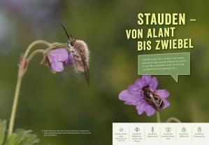 Elke Schwarzer: Richtig gute Pflanzen für Insekten 