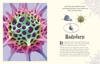 Ben Hoare, DK Verlag - Kids: Wundervolle Welt der Natur 