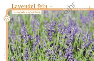 Claudia Halverscheid: Aromapflege für Menschen mit Demenz 
