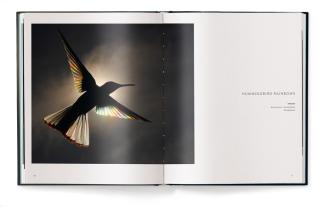 Christian Spencer: Vögel 