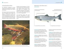 Hans Eiber, Alexander Kölbing: Fischerprüfung 