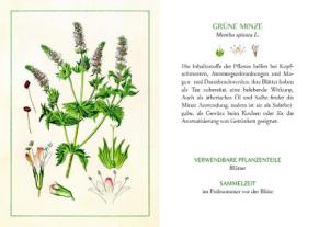 Kräuter und Blumen am Wegesrand 