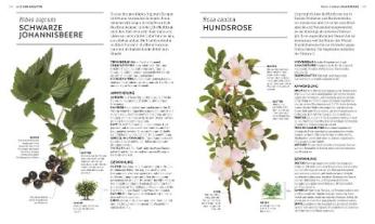 Reinhard Ferstl, Julia Behrens, Susan Curtis, Louise Green, Penelope Ody, Dragana Vilinac, DK Verlag: Das neue Praxisbuch Heilpflanzen 