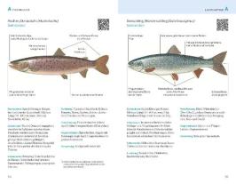 Hans Eiber, Alexander Kölbing: Fischerprüfung 