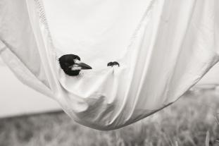 Cameron Bloom, Bradley Trevor Greive: Penguin Bloom 