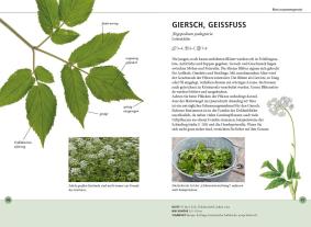 Meike Bosch: Wildkräuter am Blatt erkennen 