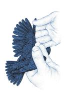 Silke Kipper, Nils Hoff: Die Nachtigall 