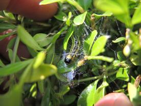 Fiona Kiss, Andreas Steinert: Handbuch Pflanzenschutz im Biogarten 